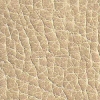 Aberdeen Chamois